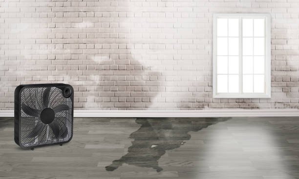 Best Water damage restoration near me  in Daly City, CA